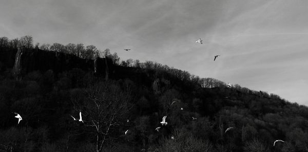 Birds flying in the sky