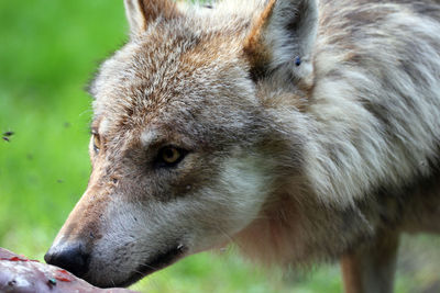 Close-up of an animal looking away