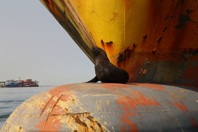 Bird perching on rusty metal against sky