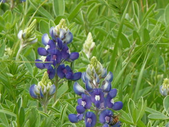 Close-up of purple flowers in field