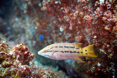 Fish swimming in sea