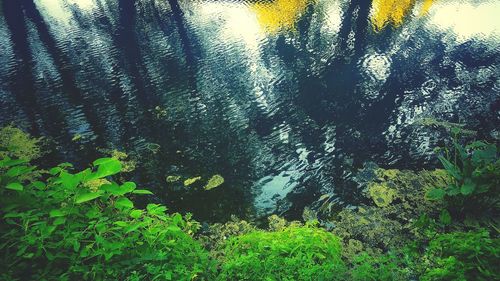 Plants growing on a tree