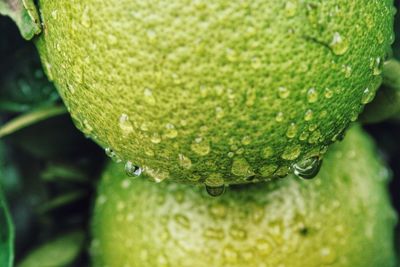 Close-up of water drops on leaf