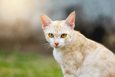 Close-up portrait of tabby cat