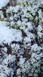 Close-up of white flowers