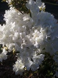 Close-up of white flowers