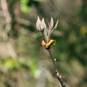 Close-up of flower buds growing outdoors