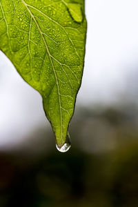 Close-up of water drops on leaf