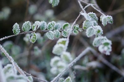 Close-up of frozen plant leaves during winter