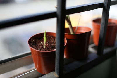 Close-up of potted plants in greenhouse