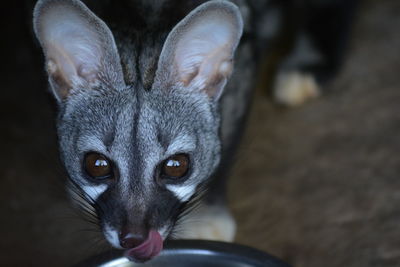 Close-up of small spotted genette