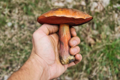 Close-up of hand holding mushroom growing on field