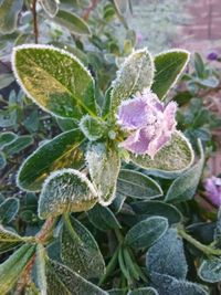 High angle view of flowering plant during winter