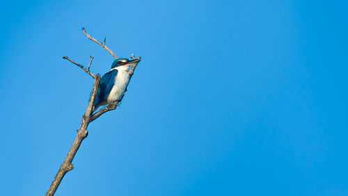 Low angle view of kingfisher perching on tree against clear blue sky