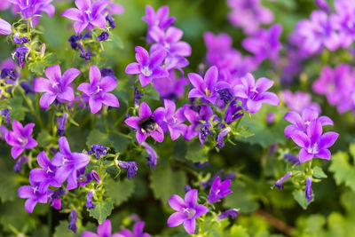 Close-up of purple flowers blooming outdoors