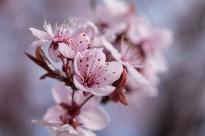 Close-up of pink cherry blossoms
