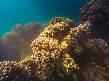 Close-up of coral in sea