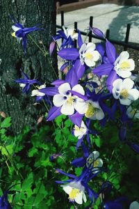 Close-up of purple flowers