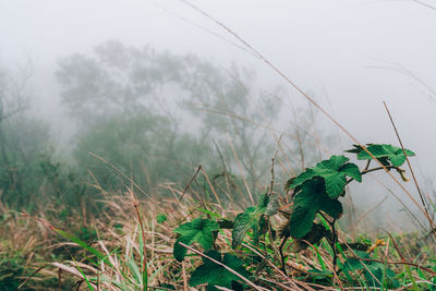 Plants growing on field