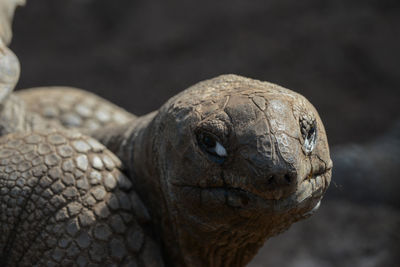 Close-up of animal eye