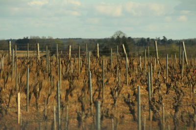 Close-up of plants on field against sky