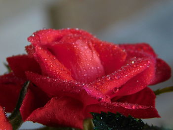 Close-up of wet red rose flower