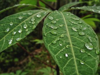 Close-up of wet plant leaves during rainy season