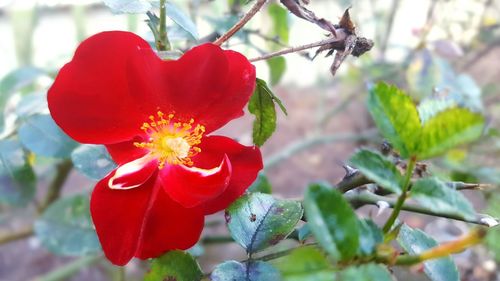 Close-up of red flower