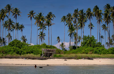 Palm trees by sea against sky