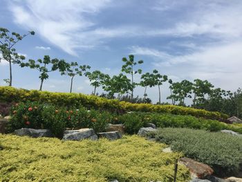 Plants and trees on field against sky