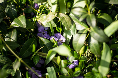 Close-up of purple flowering plants