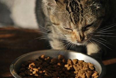 Close-up of a cat