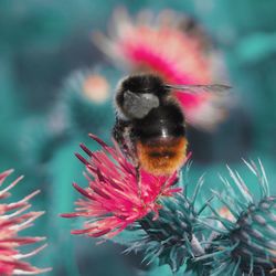 Close-up of bee pollinating on pink flower