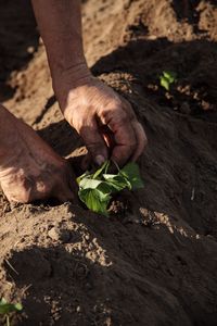 Cropped hands doing plantation on field