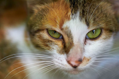 Close-up portrait of a cat