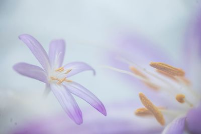 Close-up of purple crocus flower