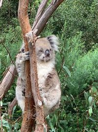 Lion sitting on tree trunk