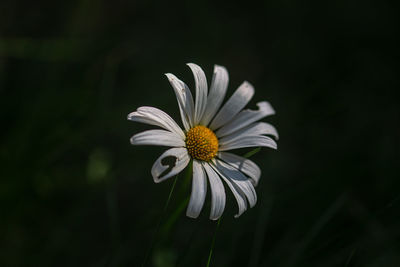 Close-up of white daisy