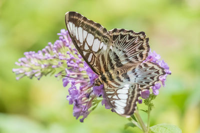 Close-up of butterfly pollinating on purple flower