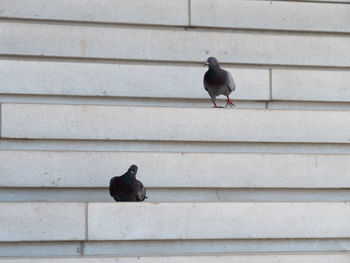 Low angle view of pigeon perching on wall