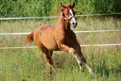 Horse running in ranch