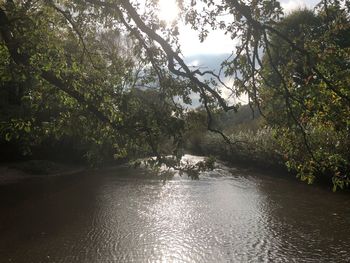 River amidst trees in forest