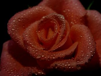 Close-up of wet rose