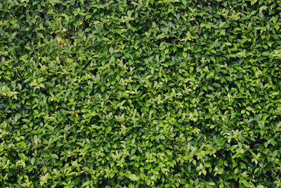 Green hedge or green leaves wall on isolated