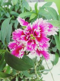 Close-up of pink flower blooming outdoors