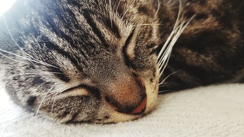 Close-up of cat sleeping