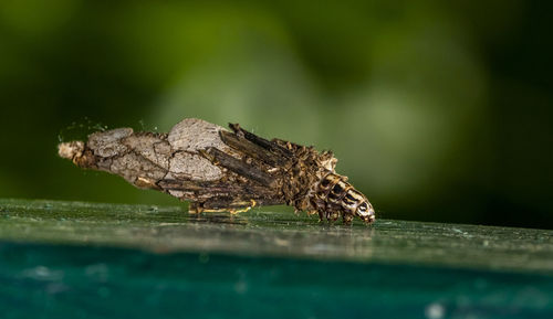 Close-up of insect on wood