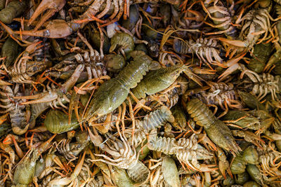 High angle view of crab in market