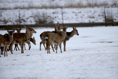 Flock of deer on snow covered land