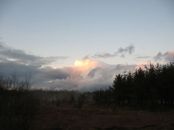 Trees in forest against sky